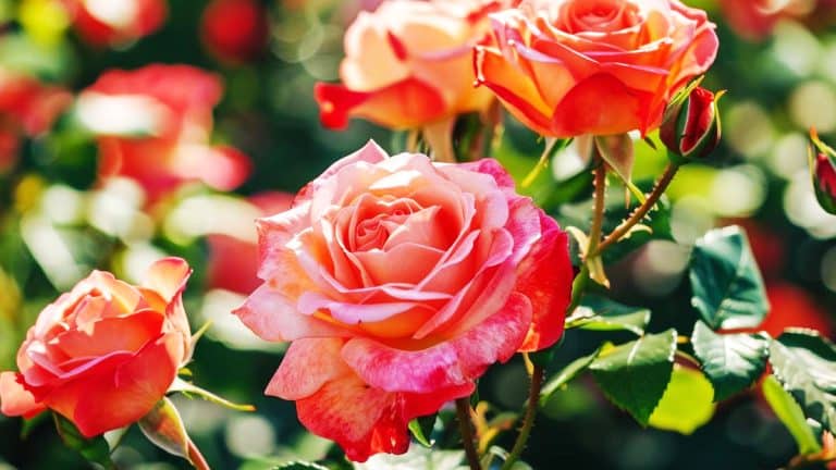 Mes roses ne tombent pas malades grâce à une chose à faire avant octobre, et ce n’est pas de couper