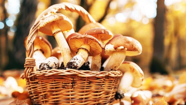 Voici pourquoi je ramasse toujours les champignons avec un panier et jamais avec un sac plastique