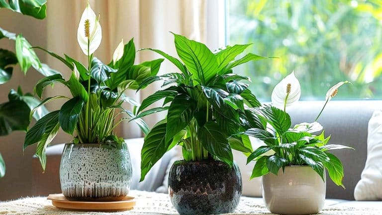 Voici les plantes porte-bonheur pour un foyer harmonieux et les espèces à éviter