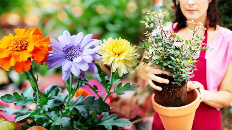 Voici les 3 fleurs à planter maintenant pour sublimer votre jardin cet automne