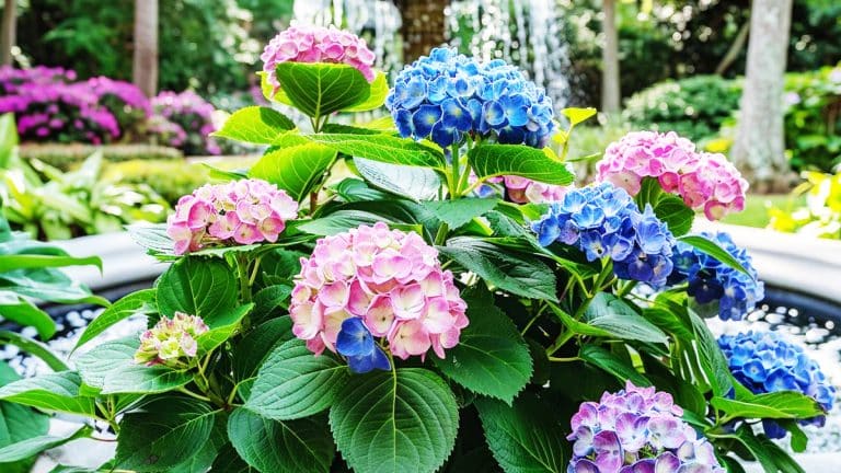 Redonnez vie à vos hortensias brunis et assurez une floraison spectaculaire année après année