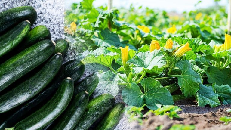 Comment cultiver des courgettes géantes pour des plats délicieux toute l’année ?