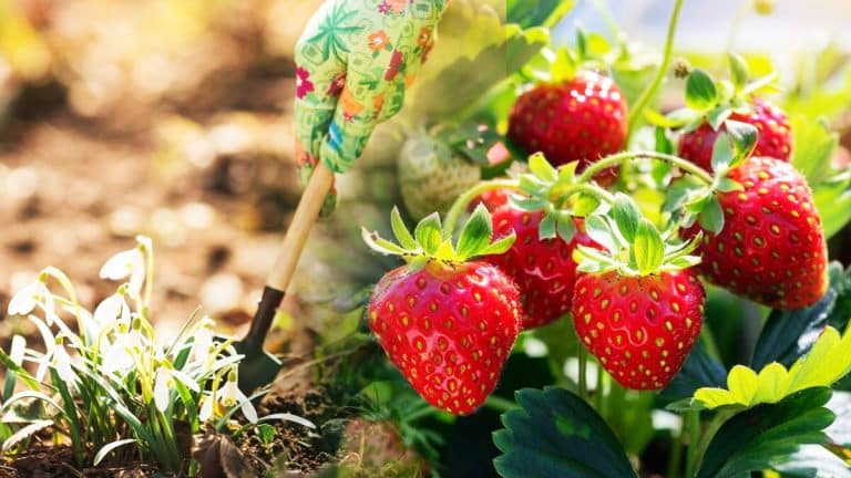 Les secrets pour doubler votre récolte de fraises l’année prochaine grâce au bouturage en septembre