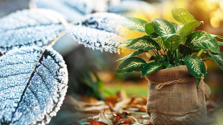 Les secrets de l’hivernage de vos plantes : découvrez quand et comment les protéger des froids de septembre