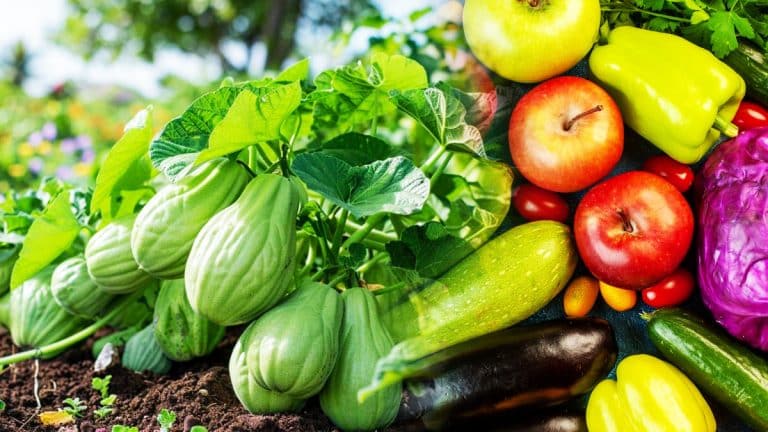 Les secrets du chayote : Transformez votre jardin en un havre de productivité et de saveurs sans effort