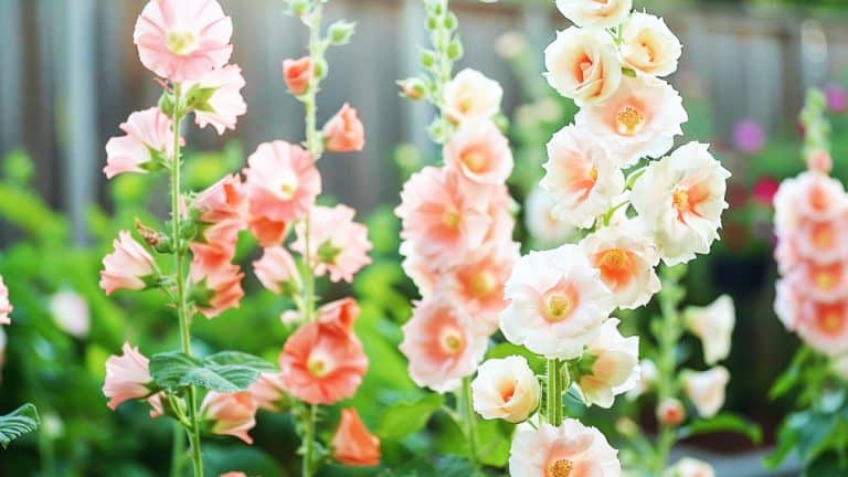 Les secrets pour prolonger la floraison de vos roses trémières bien au-delà de l’été