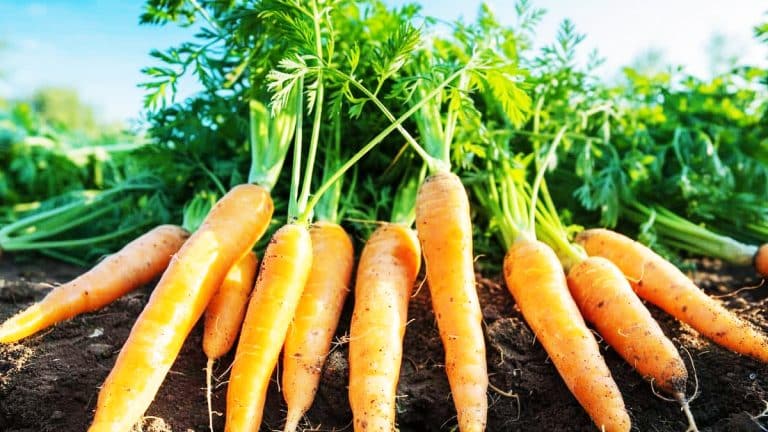 Les secrets de la récolte parfaite : comment et quand cueillir vos carottes pour une fraîcheur inégalée