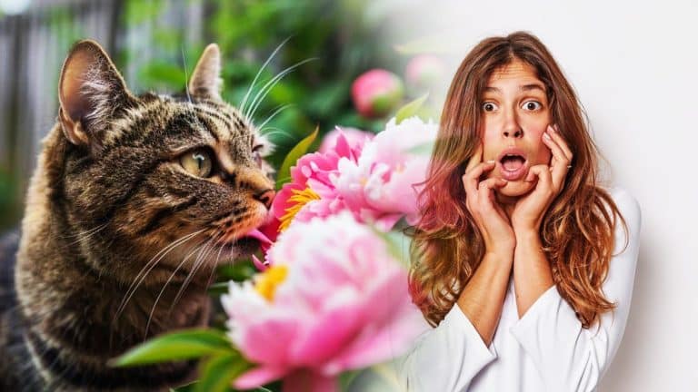 Attention aux propriétaires de chats : les dangers cachés des pivoines dans votre jardin