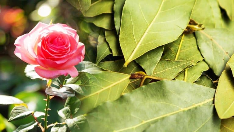 Ces gestes simples de septembre pour un laurier rose en pleine floraison