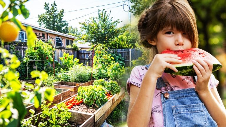 Comment créer un jardin productif sur juste 20m² pour nourrir votre famille toute l’année ?