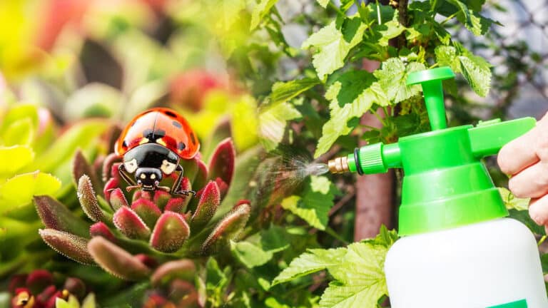 Comment éliminer la coccinelle asiatique tout en préservant la biodiversité de votre jardin avec nos conseils exclusifs