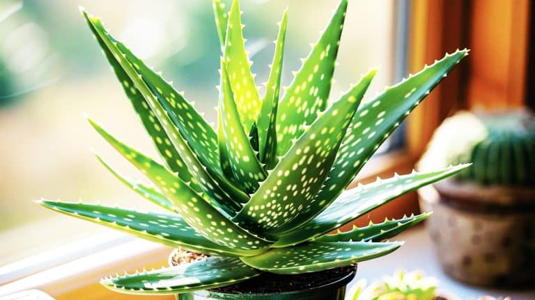 Astuces pour faire prospérer l’Aloe Vera chez vous et transformer votre intérieur en oasis de tranquillité