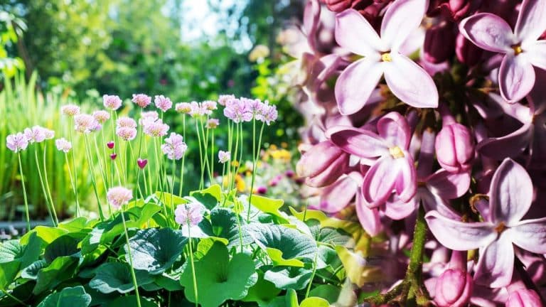 Cette plante unique, peut magnifier votre jardin et attirer la prospérité