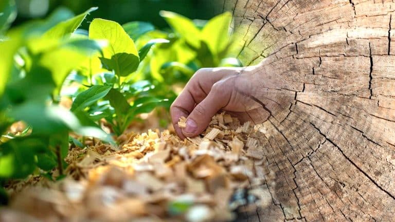 Voici comment la sciure de bois peut révolutionner votre jardinage : avantages et conseils pratiques