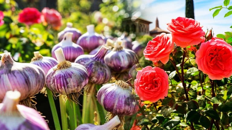 Découvrez comment l’ail ornemental peut transformer votre jardin et protéger vos rosiers