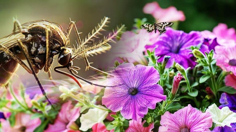 Découvrez comment le pétunia peut magnifier votre jardin tout en éloignant les insectes nuisibles