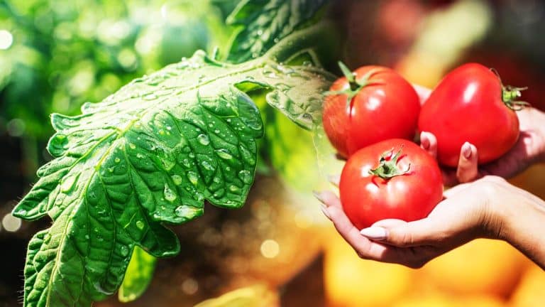 Découvrez comment les feuilles de tomates peuvent révolutionner votre jardinage