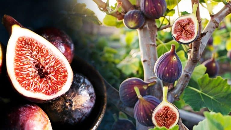 Découvrez l’art de cultiver des figues juteuses et volumineuses avec ces techniques simples