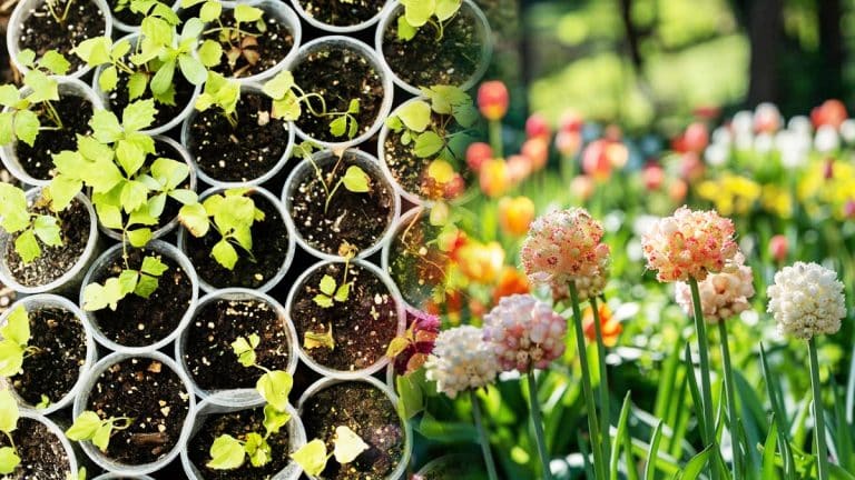 Voici les secrets pour multiplier vos plantes bulbeuses et embellir votre jardin ce printemps