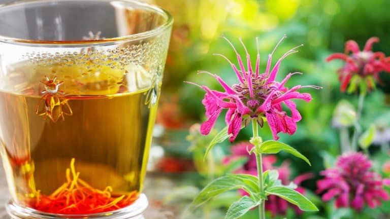 Les secrets de la monarda : une infusion maison qui révolutionne vos papilles et votre jardin