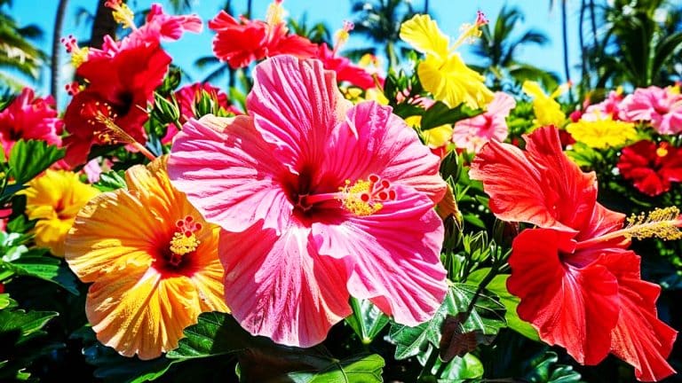 Les secrets de l’hibiscus : comment cette plante tropicale peut métamorphoser votre jardin