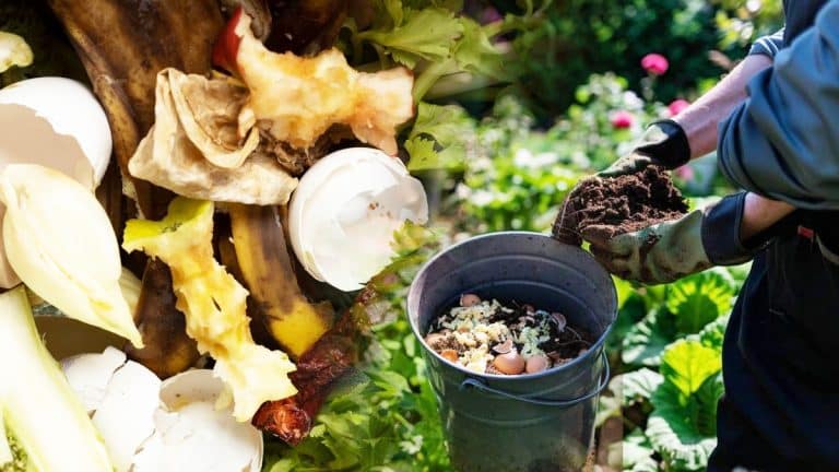 Les secrets d’un compost rapide et riche avec ces 3 activateurs naturels pour un jardin prospère