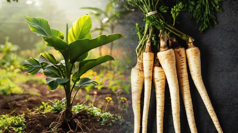 Les secrets d’une culture réussie du panais : découvrez comment transformer votre jardin en un havre de saveurs sucrées