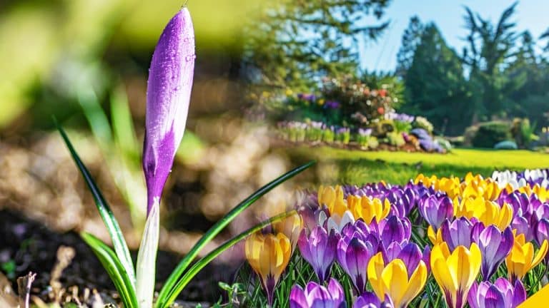 Les secrets pour transformer votre jardin en un tableau vivant de couleurs avec les crocus