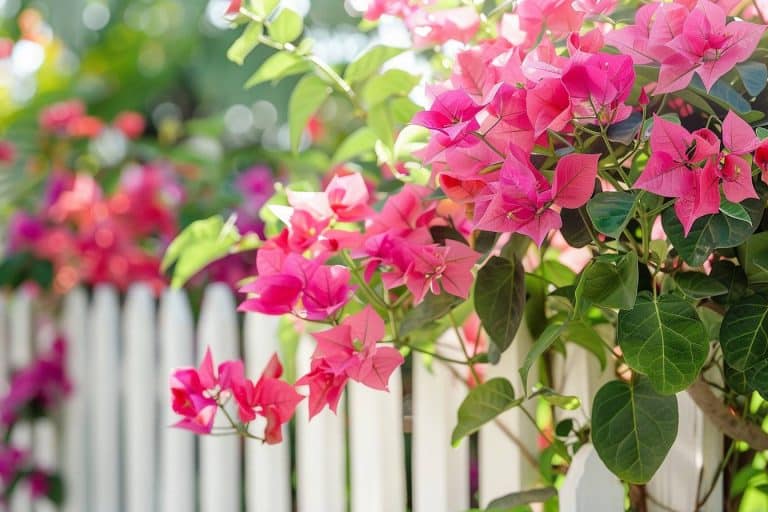 les secrets pour un bougainvillier florissant : évitez ces erreurs courantes pour un jardin éblouissant