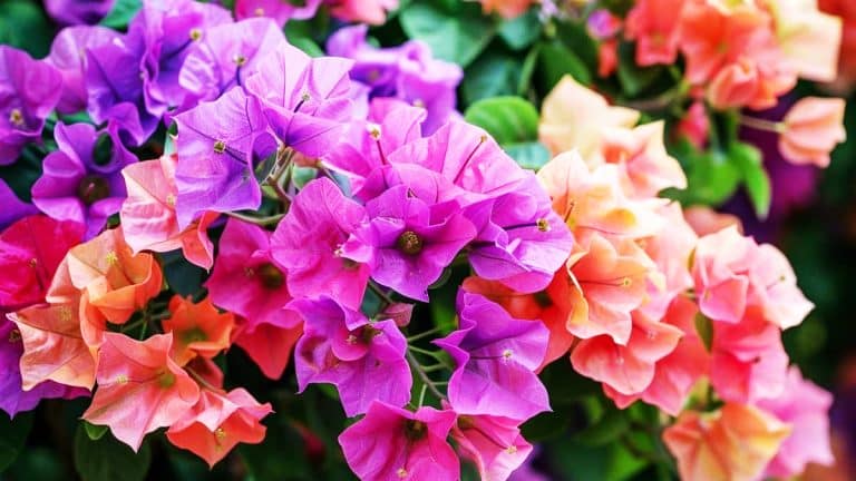 Redécouvrez la splendeur de votre bougainvillier : secrets pour une floraison spectaculaire tout au long de l’année