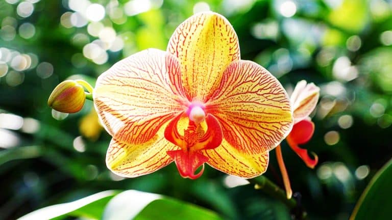 Redécouvrez le plaisir de voir votre orchidée fleurir à nouveau : des secrets simples pour des floraisons spectaculaires