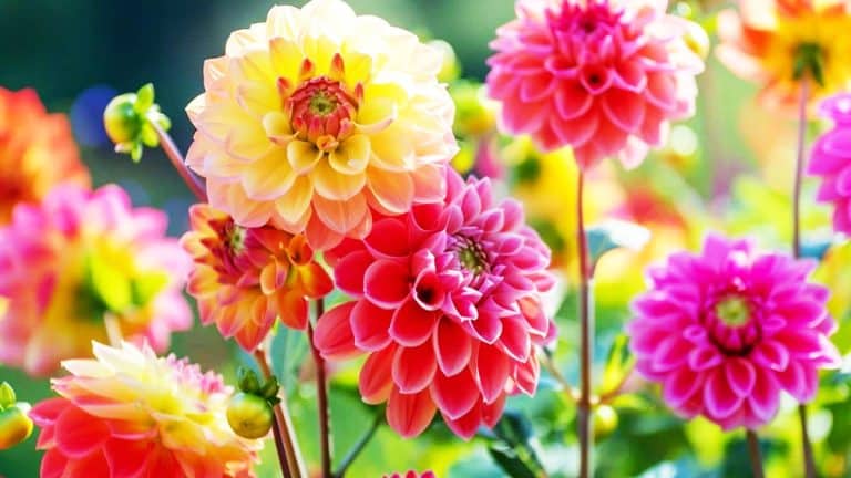 Révélez la splendeur de vos dahlias avec des techniques éprouvées pour une floraison qui captivera tous les regards