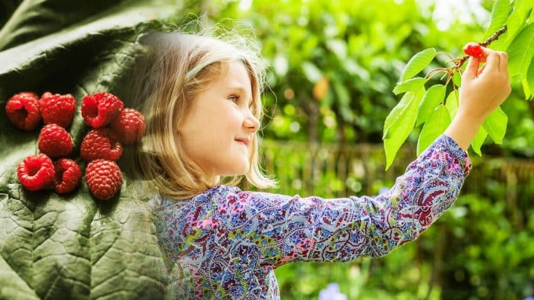 Transformez votre jardin en un tableau vivant avec une haie comestible : surprenez et régalez vos voisins