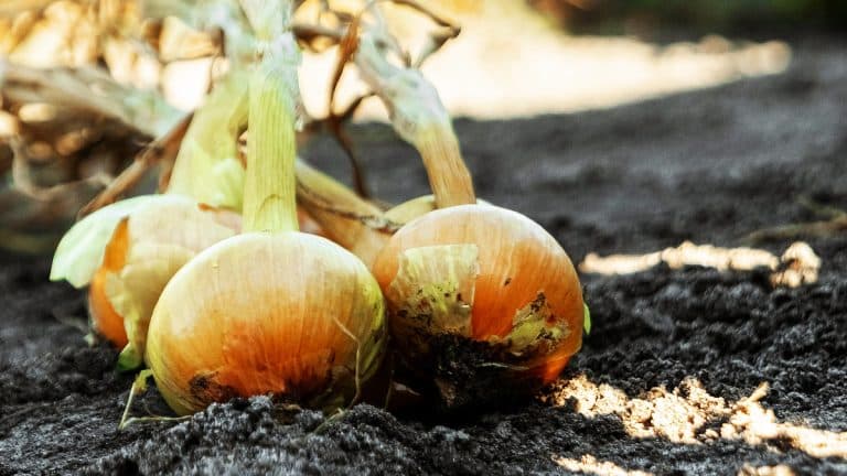 Les secrets d’une récolte d’oignons abondante et sans parasites : voici le meilleur moment de plantation et les alliés parfaits