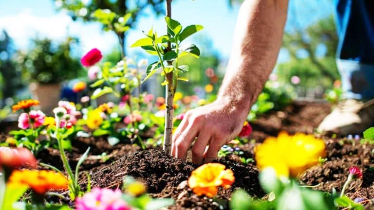 Redécouvrez le plaisir de cultiver : un guide complet pour planter votre arbre et transformer votre jardin