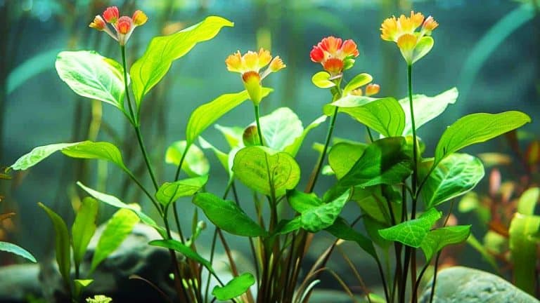 Ces secrets des plantes aquatiques que vous devez connaître pour revitaliser votre bassin ou aquarium