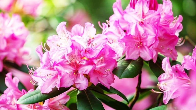 Les secrets pour préparer vos rhododendrons à l’hiver : une floraison spectaculaire vous attend au printemps