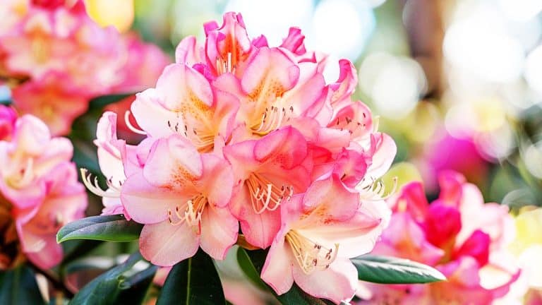 Ces gestes essentiels pour préparer vos rhododendrons à affronter l’hiver avec vigueur