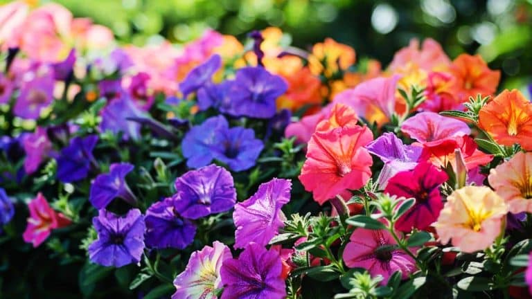 Comment le pétunia transforme votre jardin en forteresse naturelle contre les insectes ?