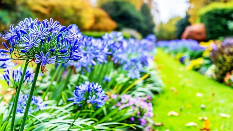 Les secrets pour une floraison spectaculaire des agapanthes en octobre : conseils infaillibles de jardinage pour un spectacle naturel