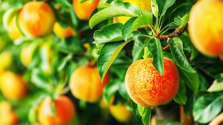 Envie de fruits frais du jardin ? Découvrez quels arbres fruitiers planter cet automne pour un verger sublime