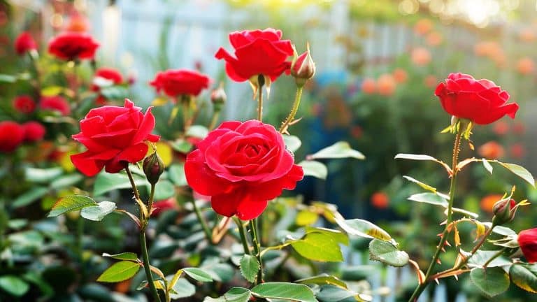 Pourquoi tailler vos rosiers maintenant pourrait transformer votre jardin l’année prochaine