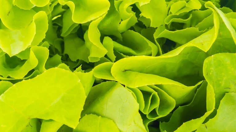 Les secrets des feuilles méconnues pour des salades surprenantes et saines