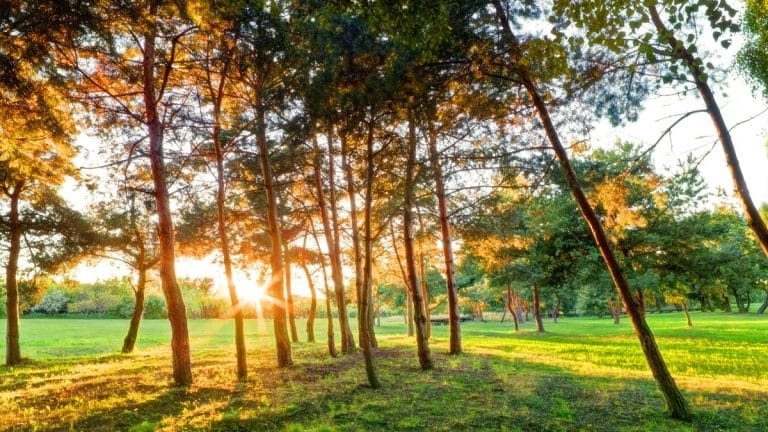 Jardin-forêt et résilience : faire face au changement climatique