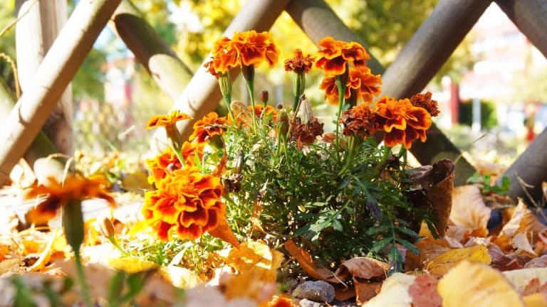 Les trois merveilles florales d’automne pour un jardin lumineux et écoresponsable