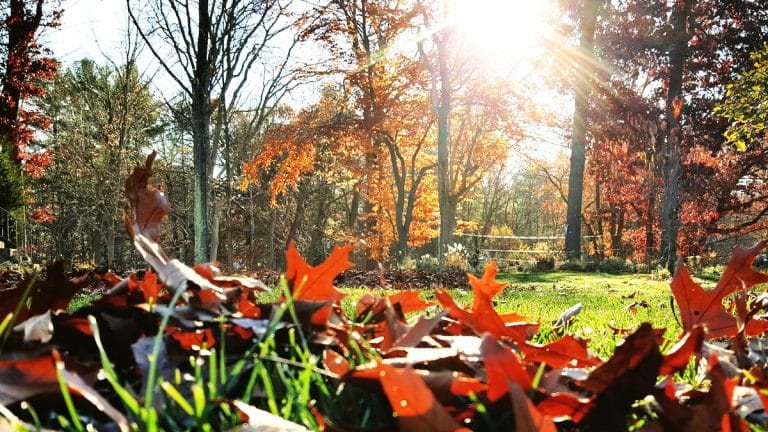 Les secrets des jardins en octobre : comment vos plantations peuvent transformer votre quotidien