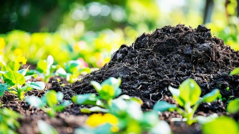 Voici comment le fumier de mouton transforme votre jardin en un havre de fertilité