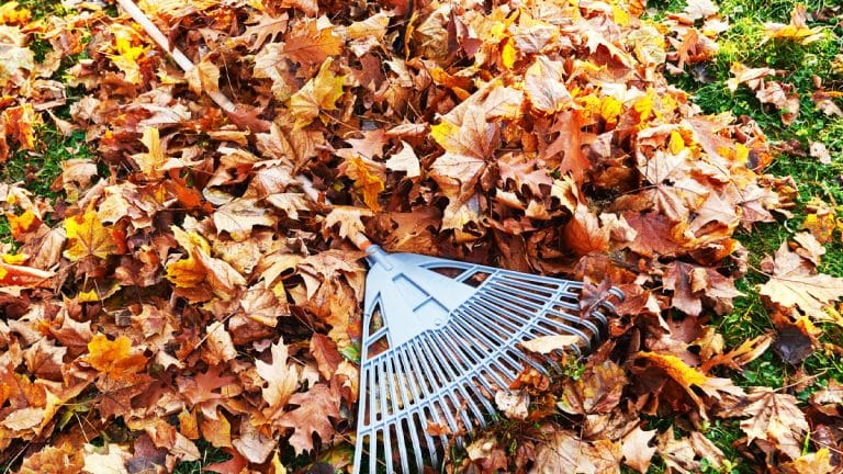 Les feuilles mortes : comment leur redonner vie de manière étonnante et bénéfique pour votre jardin