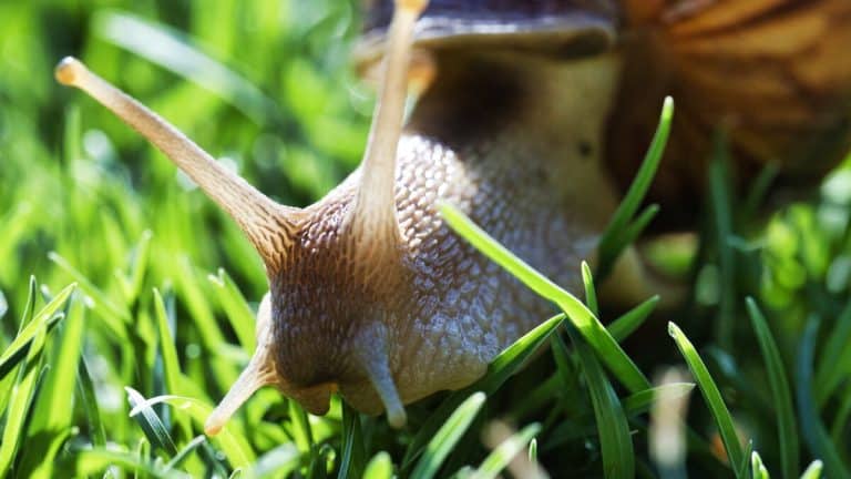 Dites adieu aux escargots de votre jardin : le pamplemousse, un allié surprenant et naturel