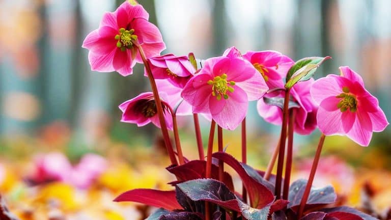 Octobre, le moment clé pour planter l’hellébore et voir votre jardin s’illuminer en hiver